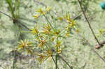 Sharpscale flatsedge